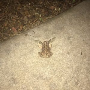 Meet your Posher, Patrick